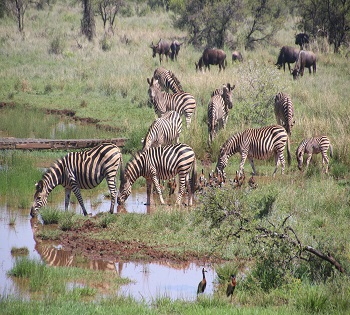 Tanzania day trip safari